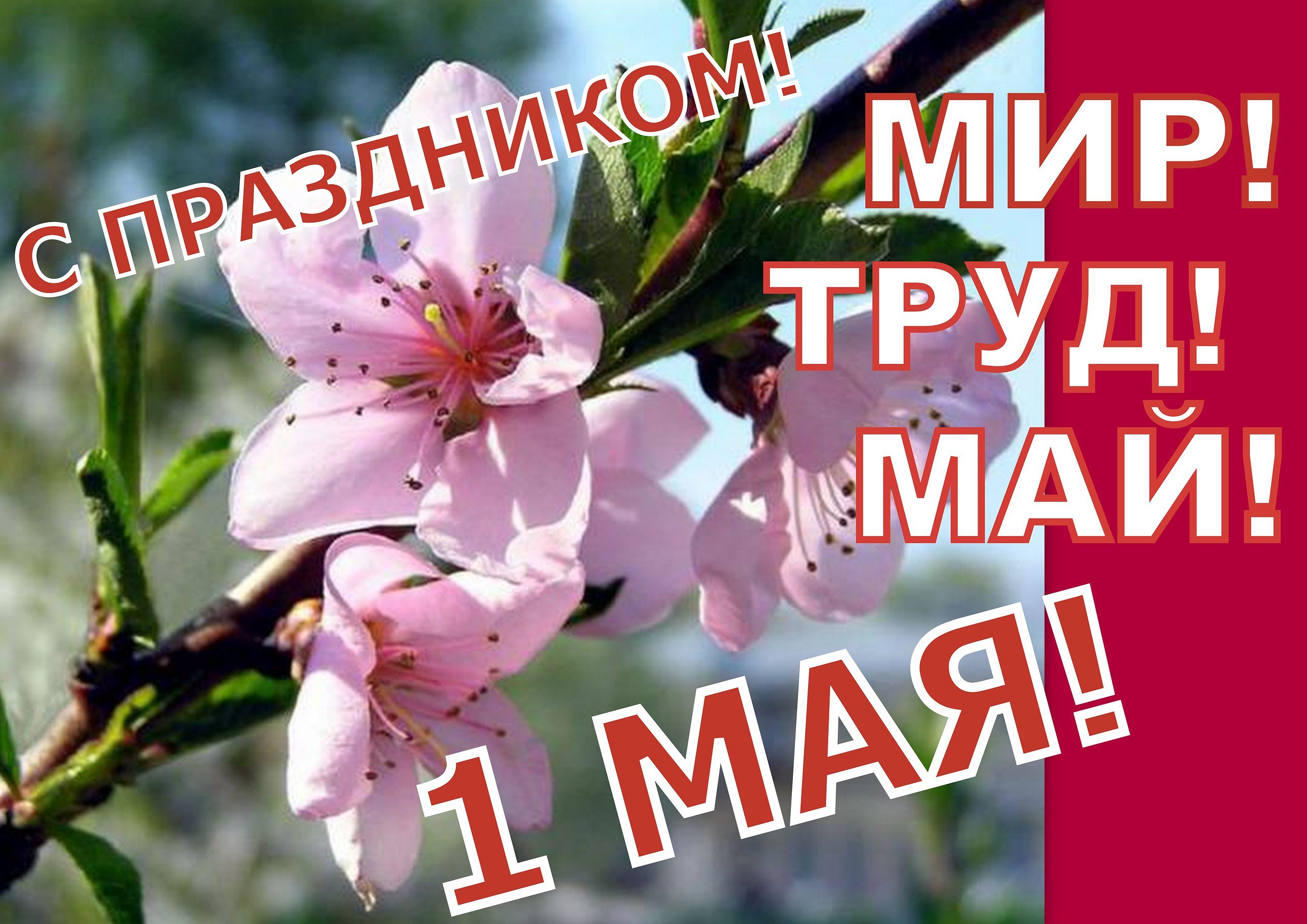 С праздником Весны и Труда!